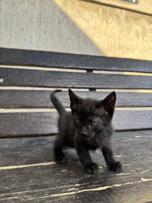 Отдам котят в добрые руки