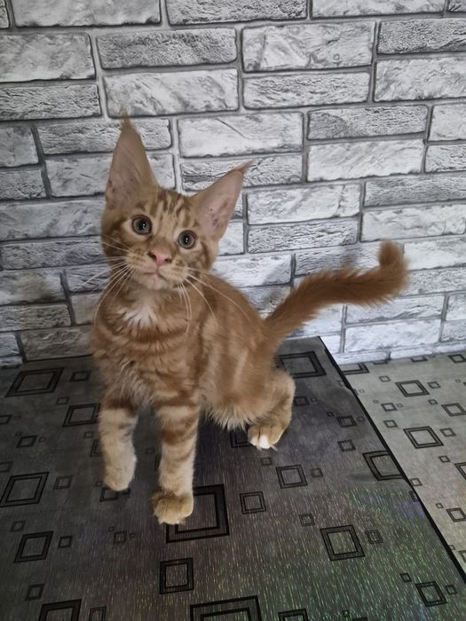 Котята мейн кун. Готовы ехать к вам