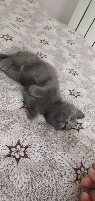 Малышка ищет дом
Эта прекрасная дев
