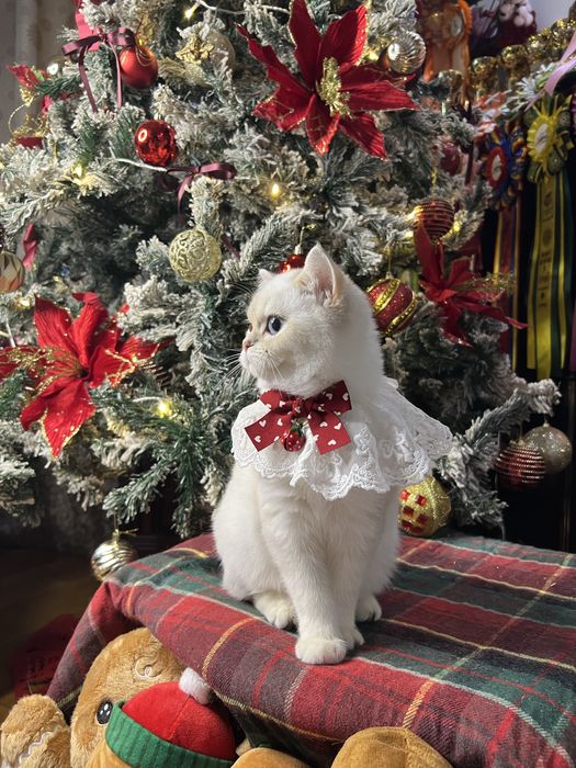 Fetita british shorthair