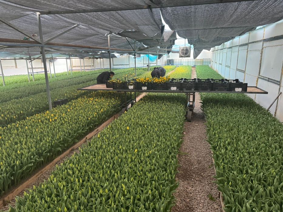 Тюльпаны оптом с теплицы