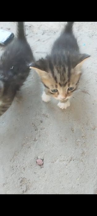 Отдам котят в хорошие руки