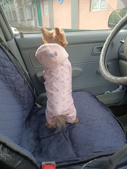 Йоркширский терьер