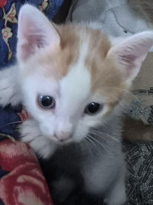 Котятам нужен дом!!!
