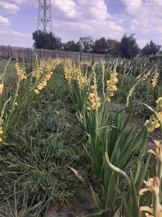 Oportunitate investitie! Teren intravilan Ghercesti