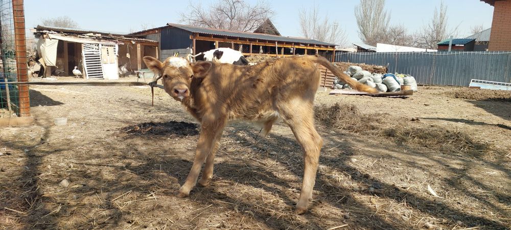 Алатауская первотелка