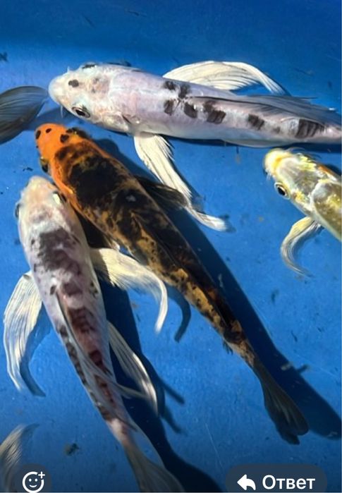 Карпы кои ,кометы