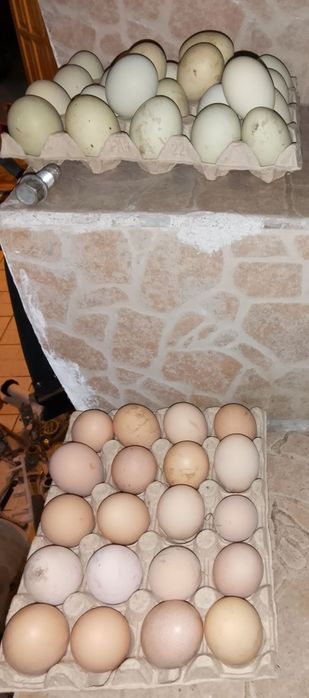 Oua pentru incubator sau cloșcă