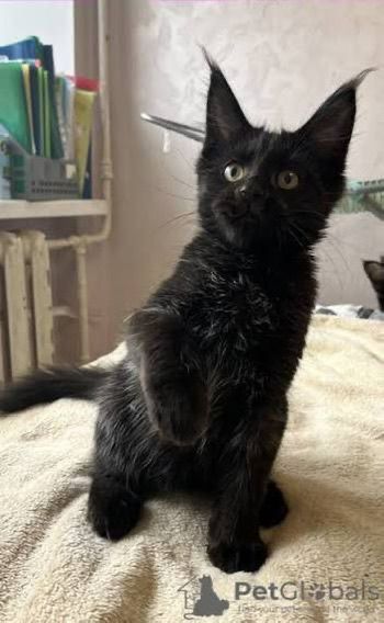 Продам котенок Мейн-Кун