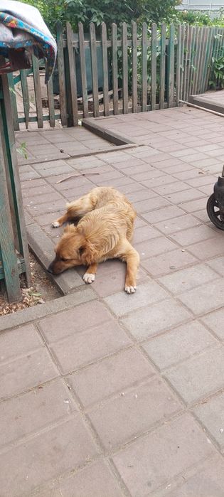 Щенок. 10 месяцев. Мальчик.