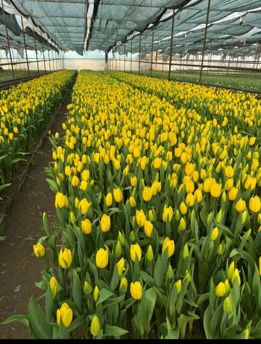 Тюльпаны оптом и розницу