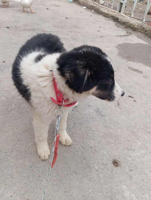 Kuchuk qiz hadiyaga бесплатно