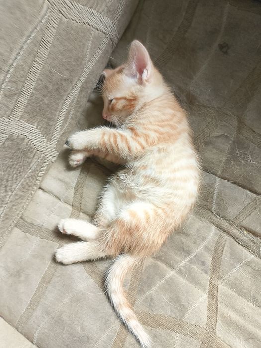 Отдам котят все мальчики