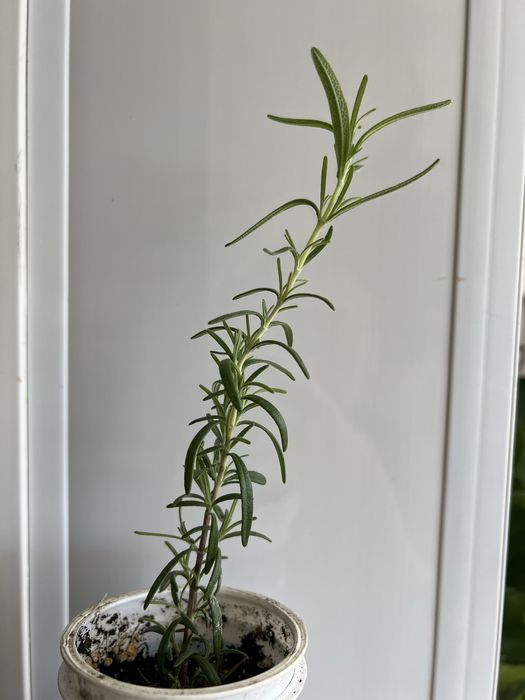 Продам розмарин