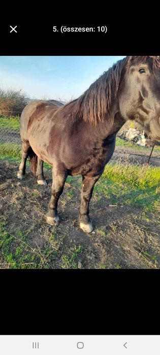 Vand 2 manze si un manz