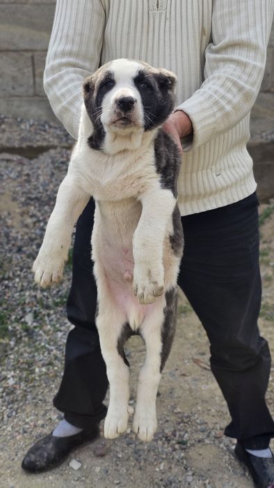 Щенки / күшік Алабай (САО]