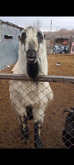 Продам козлик ламанча