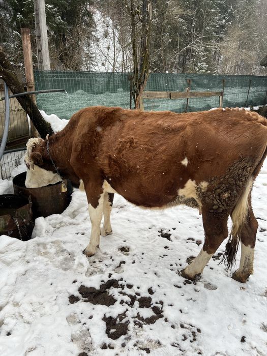 Vând vacă balțată