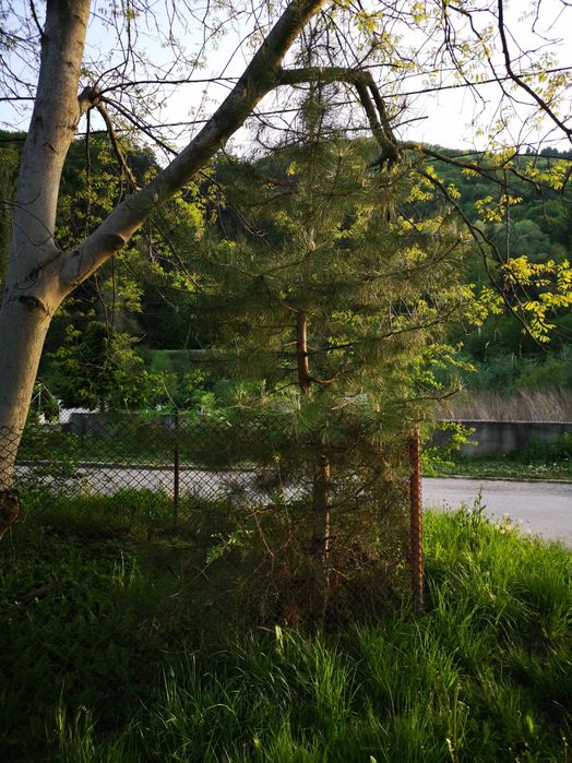 Продава се Парцел в с. Долни Пасарел, Област София-град - 603 кв.м за 140 €/кв.м - Снимка #4