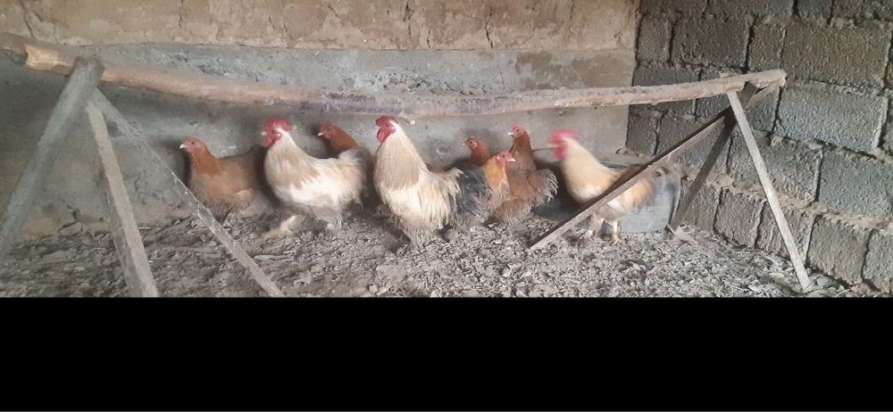 yapon tovuqlar sotiladi