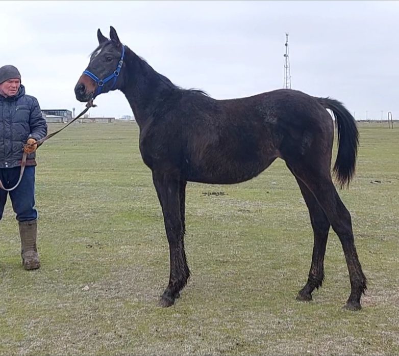 Ағылшын Тай Ат Жылқы Лошадь Конь