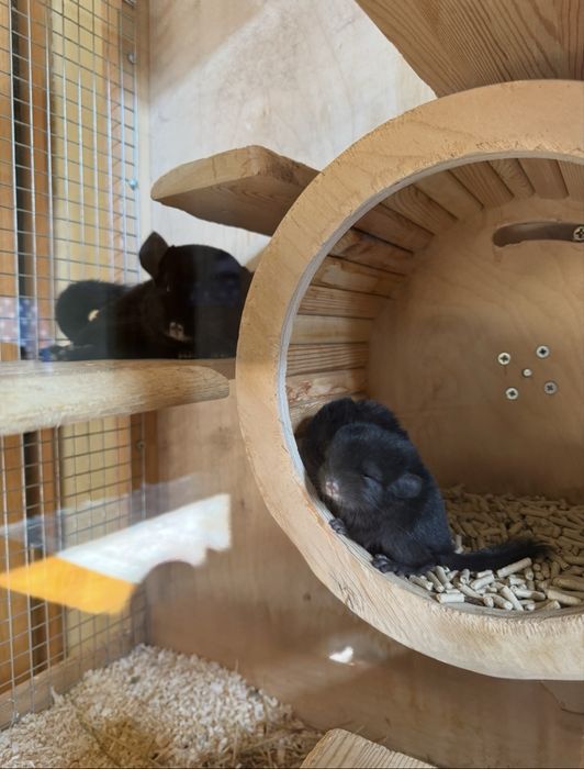 Детеныши шиншиллы