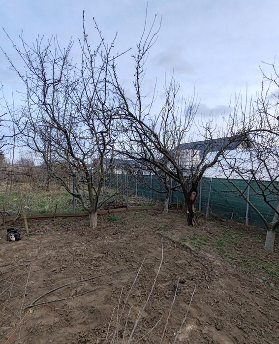 Curățare de copaci și viță de vie