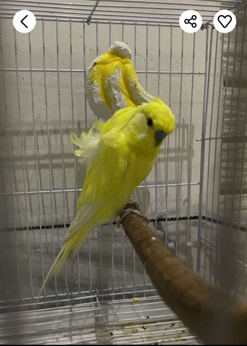 Хогоромы пара ангелов