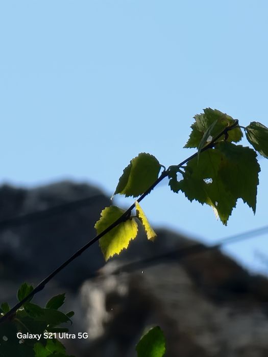 Саммунг с 21 ультра