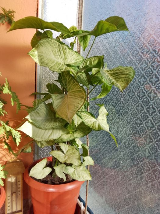 Цветя, зелени, няколкогодишни