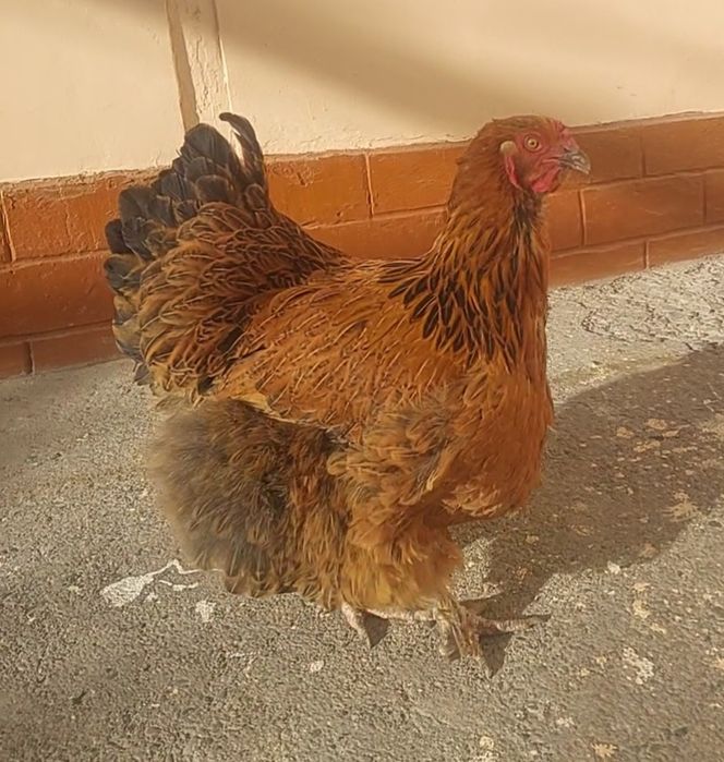 Продаётся ПЕТУХ и КУРЫ (брамо)