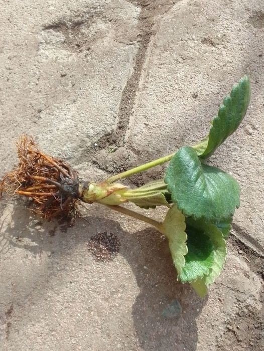 Продам ремонтную клубнику.