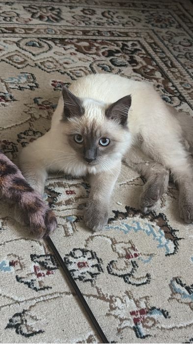 Потерялся кот в старом