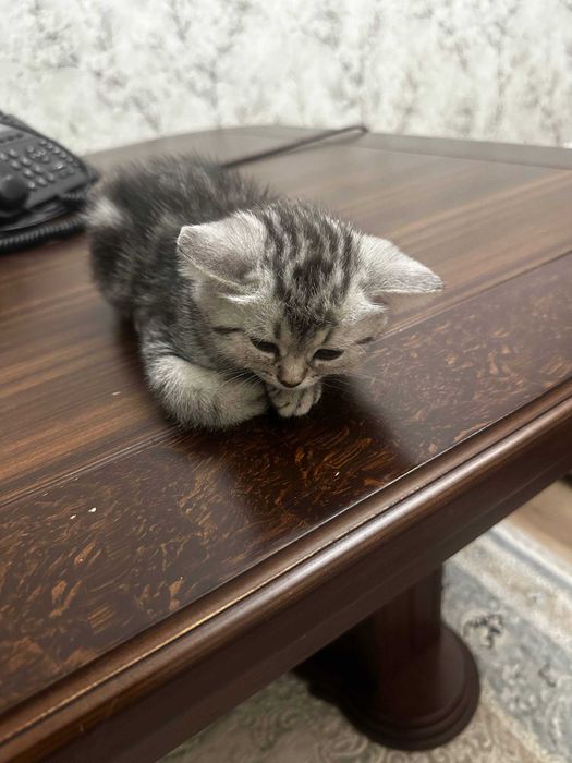 продам шотландский котенок