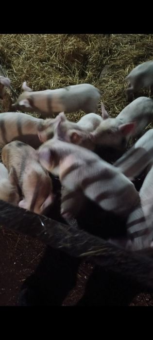 Продам поросят месячных