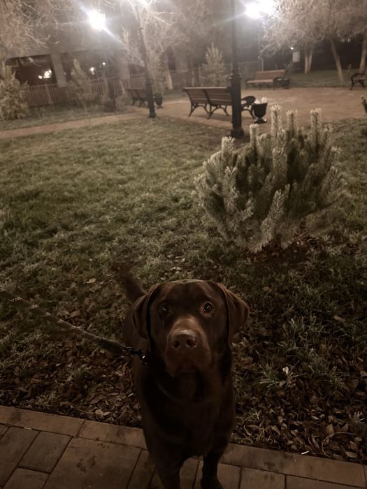 Продается лабрадор (шоколадный) кобель 2 года