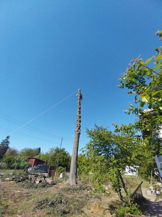 (Арборист) Кастрене, оформяне и отсичане на опасни дървета - Балчик