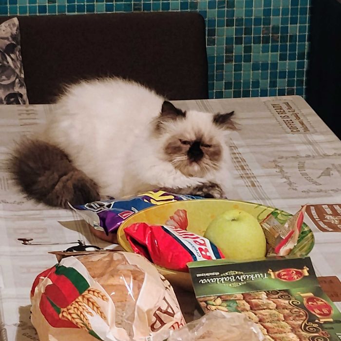 Продавам женско персийско коте