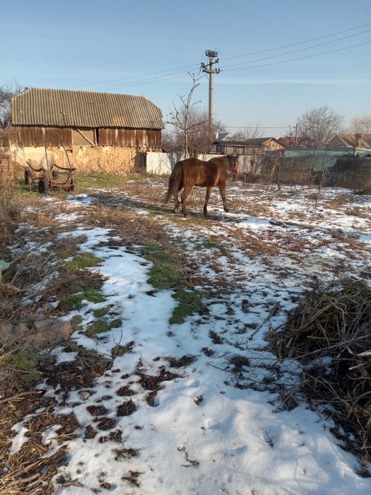 Iapă blândă și cuminte
