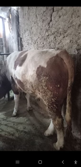 Buqa sotiladi yeb ichishi zor 9 aprelda 2 yosh boladi