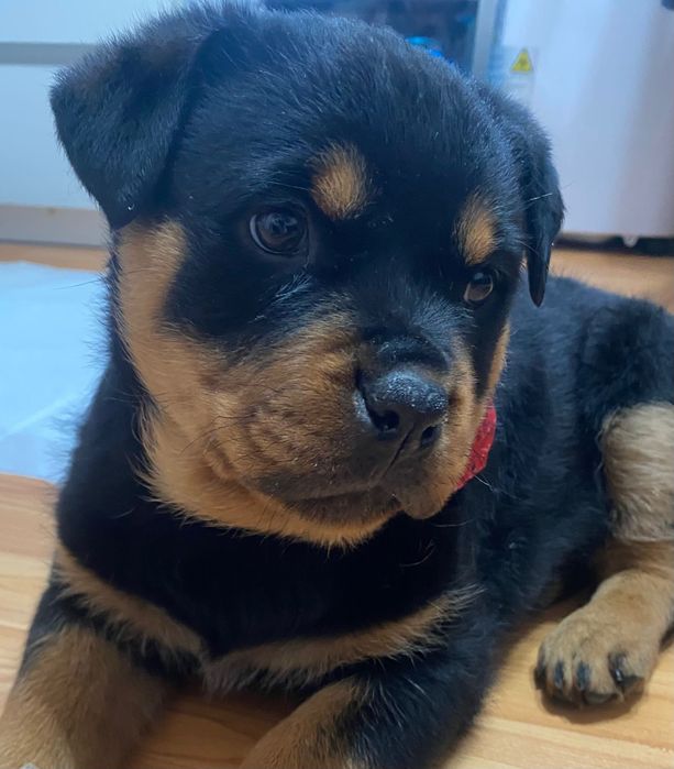 Pui rottweiler fată