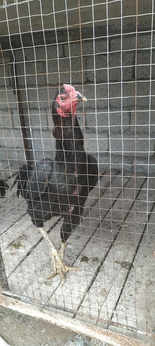 Дакан хурозлар сотилади