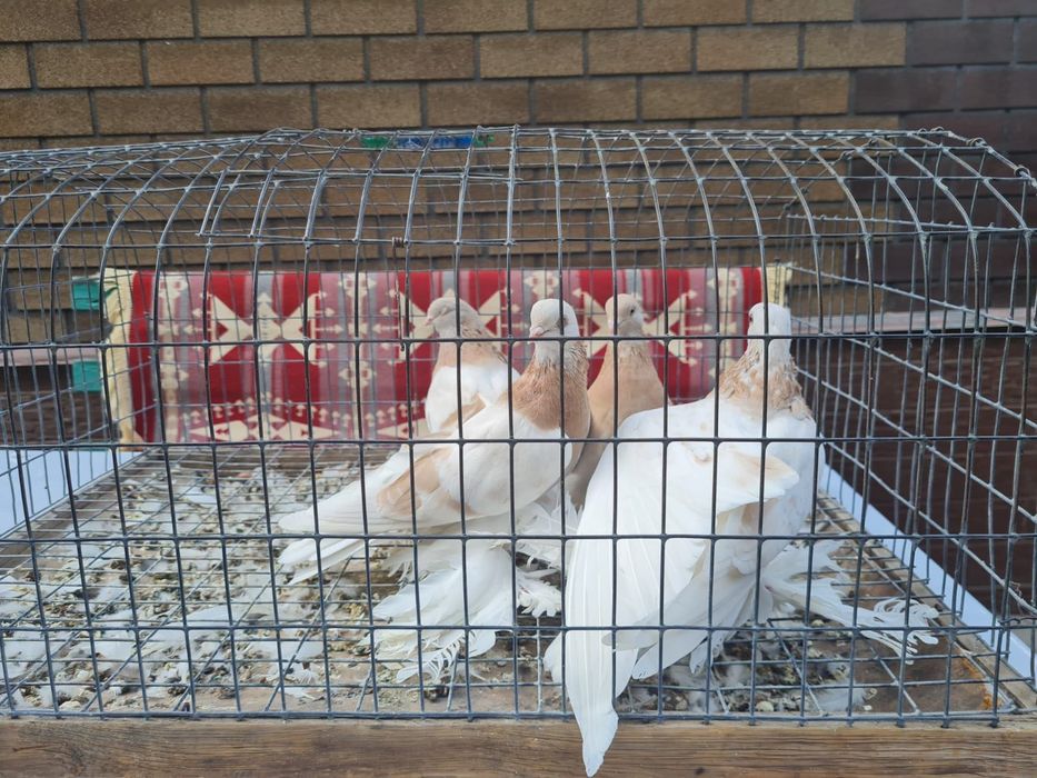 Голуби на продажу