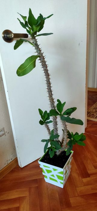 Домашнее растение