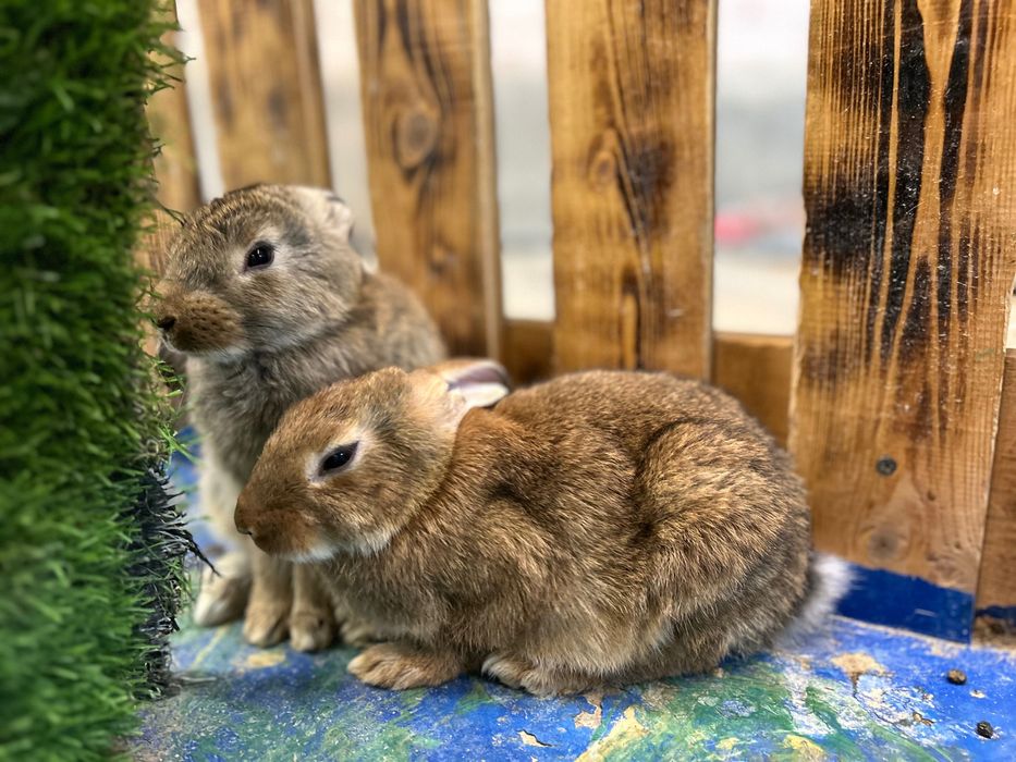 Животный кролики