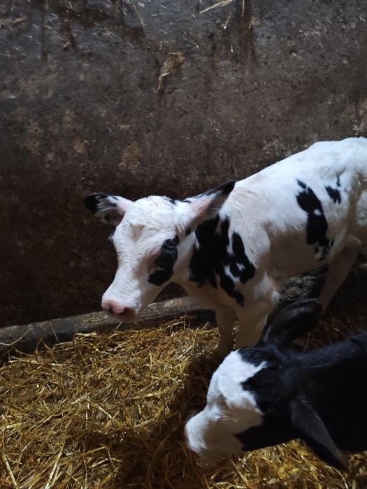 Vând 4 viței masculi cu vârsta cuprinsă într-e (3 saptamâni -o luna)
