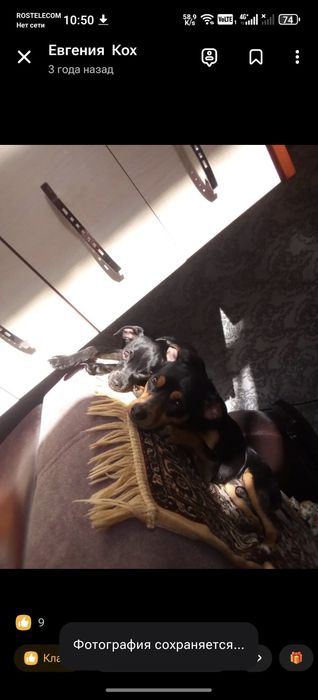 Продам щенят Той-терьера