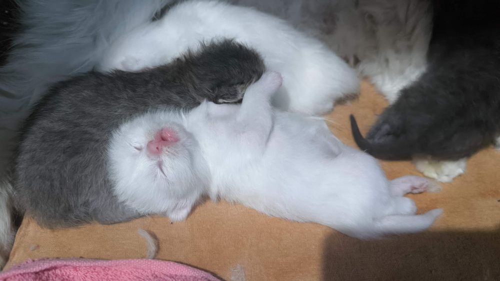 Турецкая ангора+котята