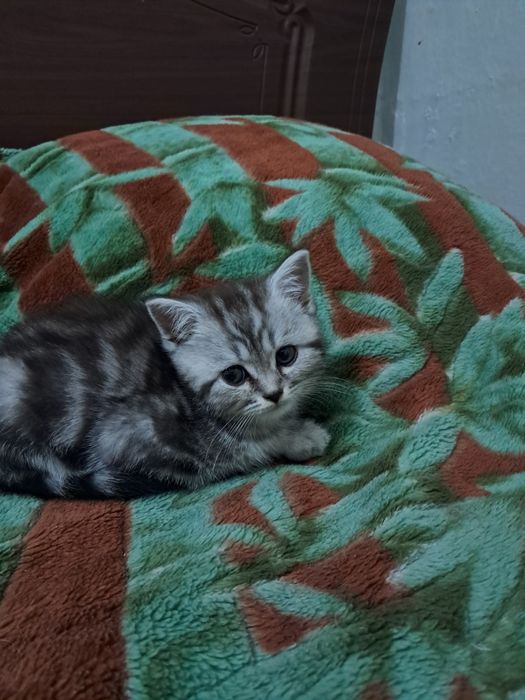 котёнок скоттиш страйт