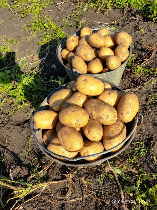 Картошка Картофель